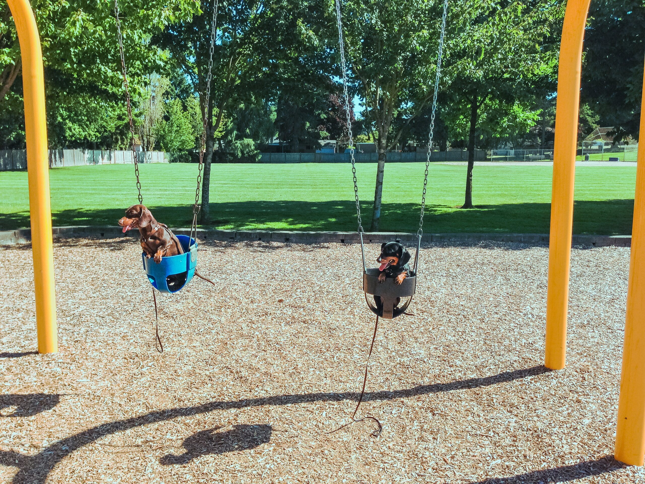 Local Dogs Love the Ross Complex Dog Park